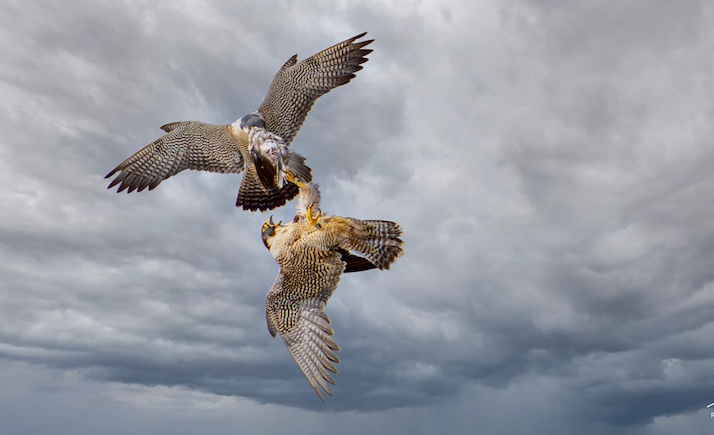 Pulse by Cynan Jones — nature in the raw